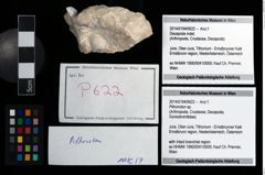 Foto (Objekt + Etikett) von Pithonoton sp.  (NHMW-GEO-2014-0194-0622)